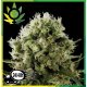 Jack Herer x Critical Granel