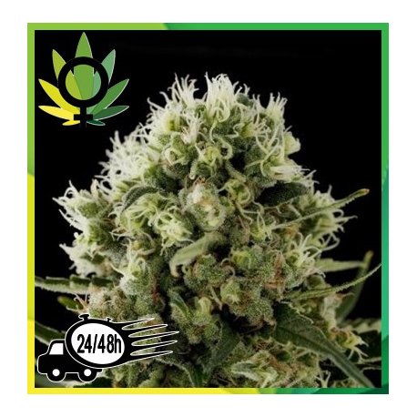 Jack Herer x Critical Granel