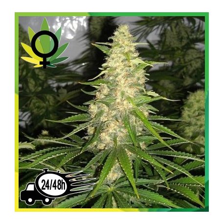 Jack Herer x White Widow Granel