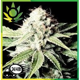 Somango 47 Granel