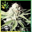 Somango 47 Granel