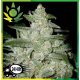 White Widow Granel