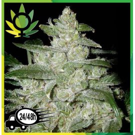 White Widow Granel