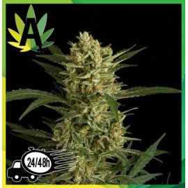 Auto Amnesia Granel
