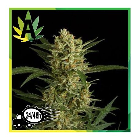 Auto Amnesia Granel
