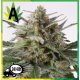 Auto Critical Granel