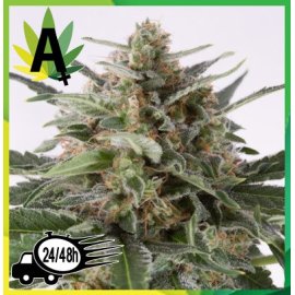 Auto Critical Granel