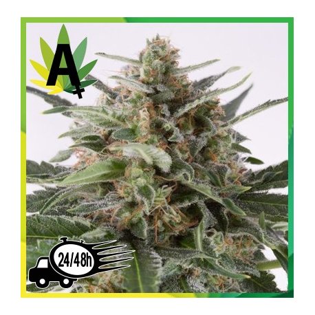 Auto Critical Granel