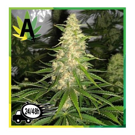 Auto Jack Herer x White Widow Granel