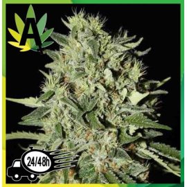 Auto White Widow Granel