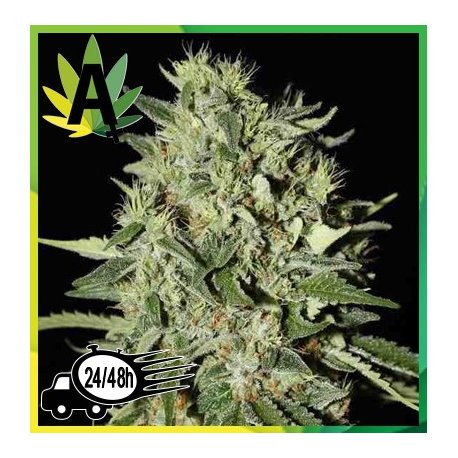 Auto White Widow Granel