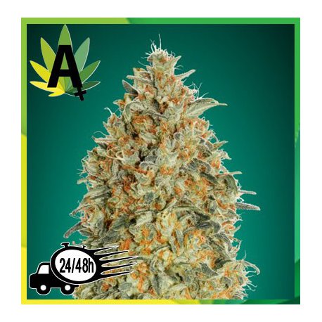 Auto Gorilla Blue