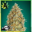 Auto Gorilla Blue 