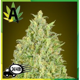 Auto Pineapple Glue