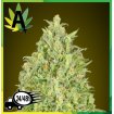 Auto Pineapple Glue