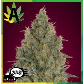 Auto Strawberry Gum