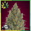 Auto Strawberry Gum