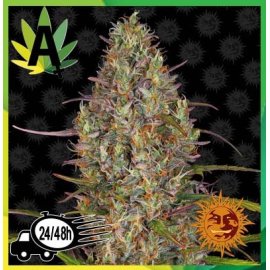 Glue Gelato Auto