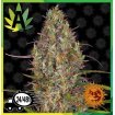 Glue Gelato 41 Auto