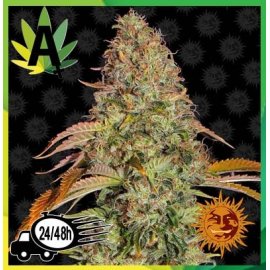 Zkittelz OG Auto