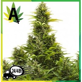 Medikit Auto de Buddha Seeds