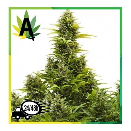 Medikit Auto de Buddha Seeds