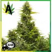 Medikit Auto de Buddha Seeds