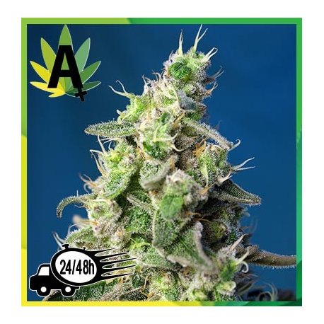 Green Poison XL Auto