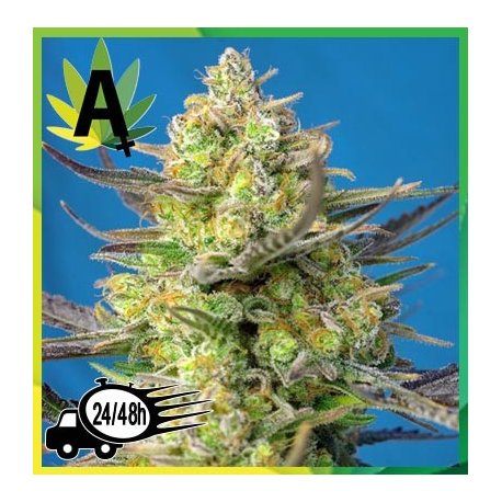 Sweet Cheese XL Auto