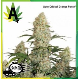 Auto Critical Orange Punch