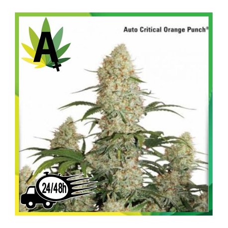 Auto Critical Orange Punch