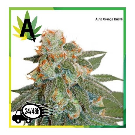 Auto Orange Bud