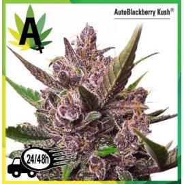 Auto Blackberry Kush