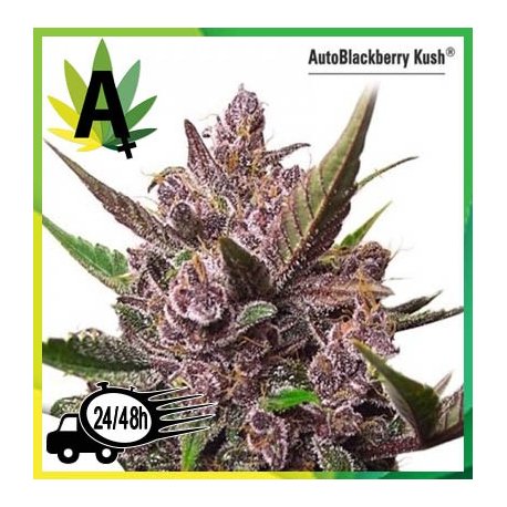 Auto Blackberry Kush