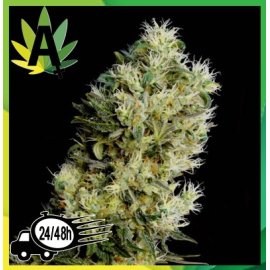 Amnesia Bilbo Auto