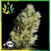 Amnesia Bilbo Auto