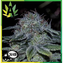 Mystic Cookie Express