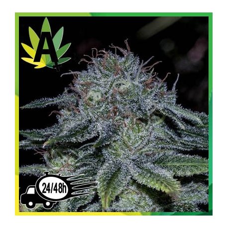 Mystic Cookie Express