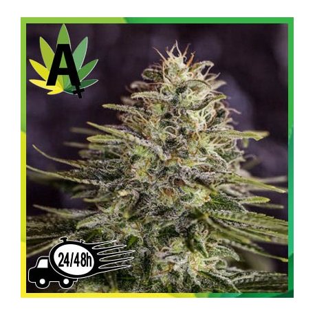 Sticky Dream Express