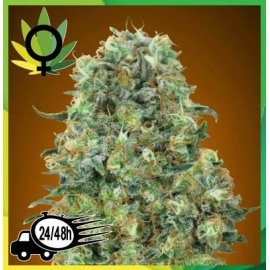 Critical Mass