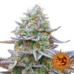 GoriIla Zkittlez