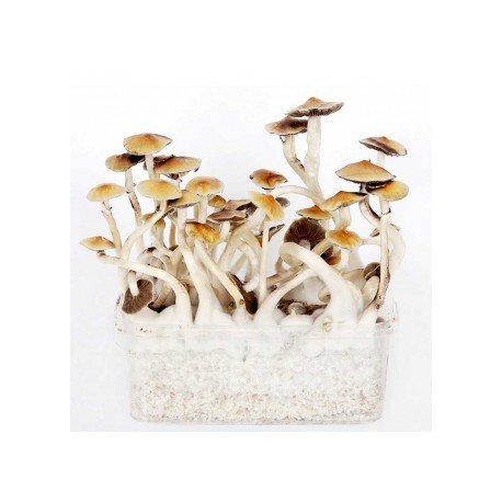 Pan de setas Mexican