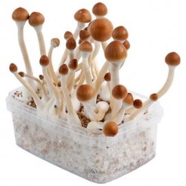 Pan de setas B +