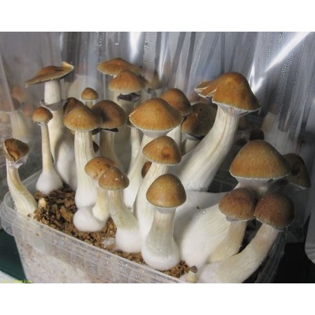 Pan de setas Golden Teacher