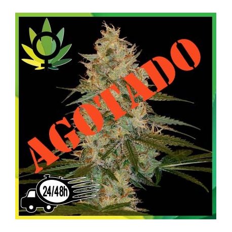 Chocolope Kush
