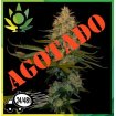 Exodus Kush