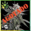 Holy Grail Kush
