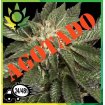 LA Confidential