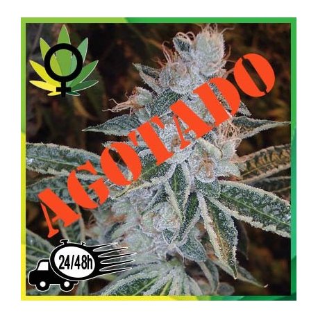 Lemon OG Kush
