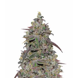 Mendocino Channel Kush